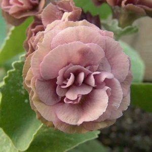x auricula Nona-2358