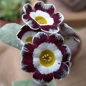 x auricula Ordvic-1337