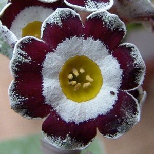 x auricula Ordvic-0