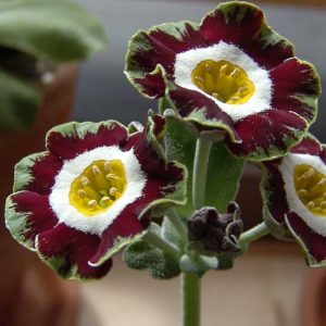 x auricula ' Rajah '-2113