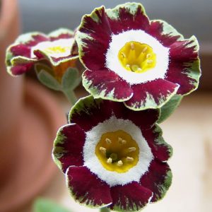 x auricula ' Rajah '-2111