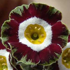 x auricula ' Rajah '-0