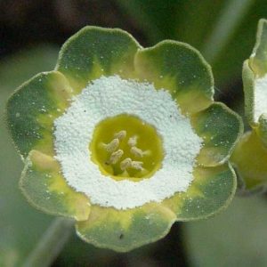 x auricula ' Rondy '-0