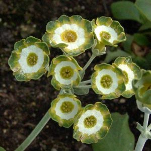 x auricula ' Rondy '-2119