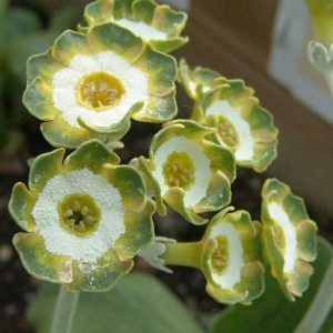 x auricula ' Rondy '-2118