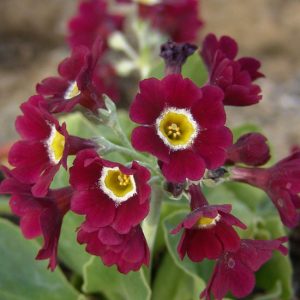 x auricula ' Rufus '-0