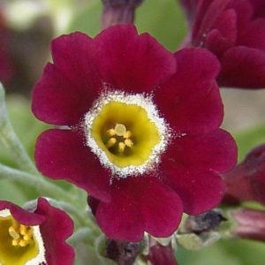 x auricula ' Rufus '-1693