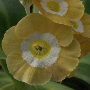 x auricula Sheila-0