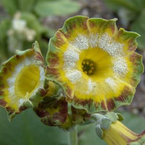 x auricula ' Sollero JP ' -0