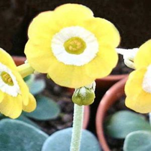 x auricula Sunstar-0