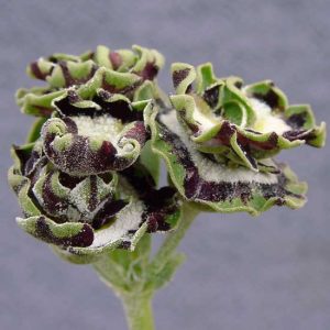 x auricula Sword-2487