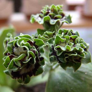 x auricula Sword-2486