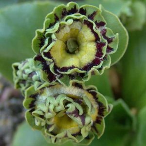 x auricula Sword-2484