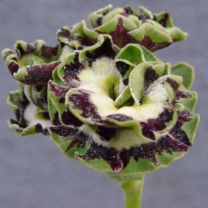 x auricula Sword-0