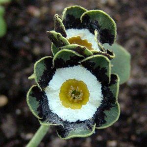 x auricula Tinkerbell-1540