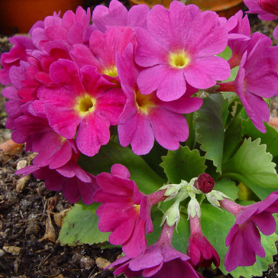 x pubescens ' Waltraut '-0