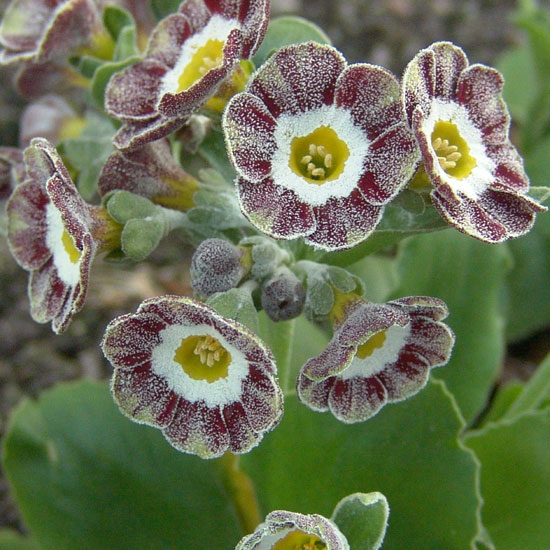 x auricula ' War Paint '-0