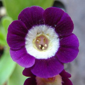 x auricula Remus-0
