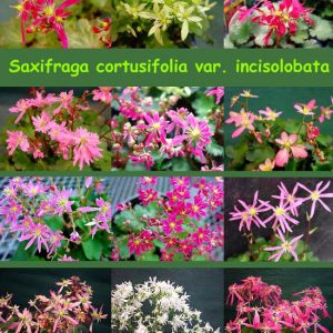 Cortusifolia-Angebot-1549