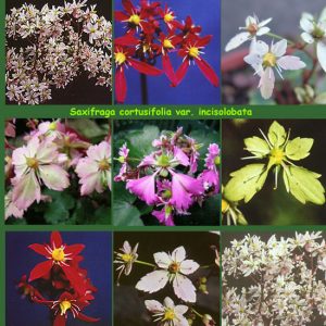 Cortusifolia-Angebot-1550