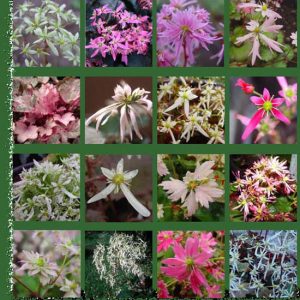 Cortusifolia-Angebot-1547