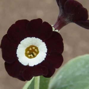 x auricula The Raven-1816