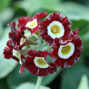 x auricula ' Wheal '-0