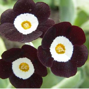 x auricula Wincha-0