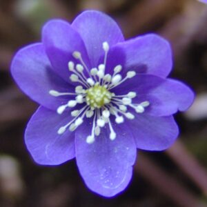 Hepatica nobilis var. pyrenaica Pyrenäenschmuck JP