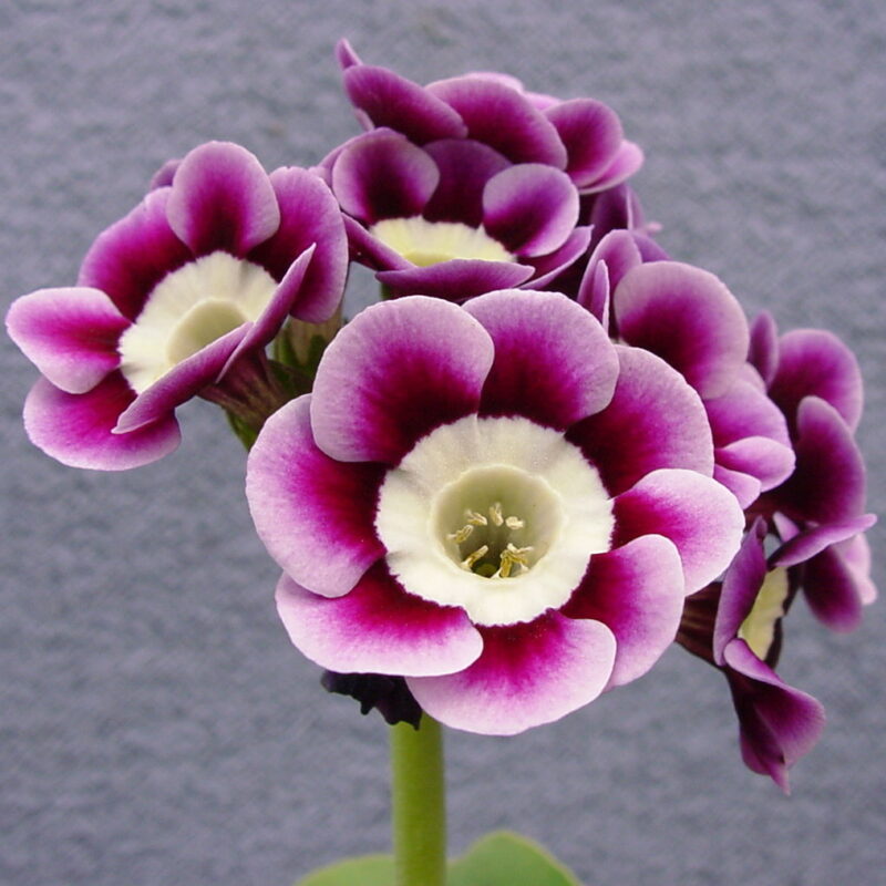 Primula x auricula ' Lisa ' (LC)