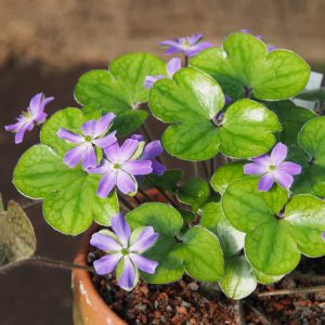 Hepatica x schlyteri Steffania EW