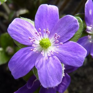 Hepatica x schlyteri Steffania EW – Bild 3