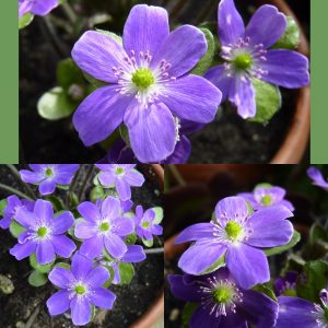 Hepatica x schlyteri Steffania EW – Bild 4