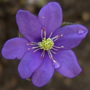 nobilis var. nobilis Coronel No 5-0