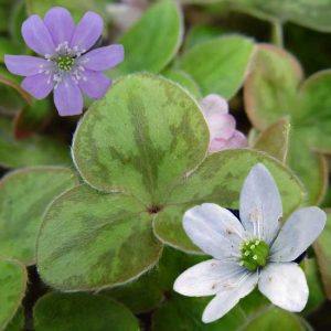 nobilis var. insularis MIX-0