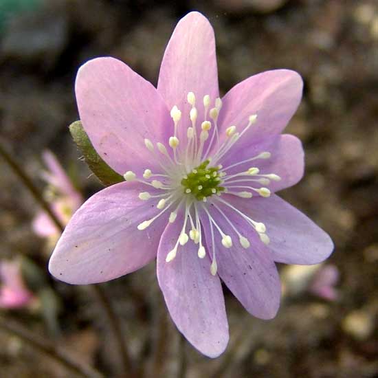 nobilis var. acuta Rosea-0