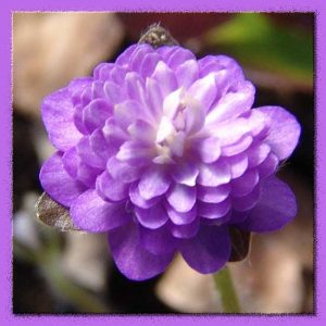 nobilis var. japonica Himeji JP-0