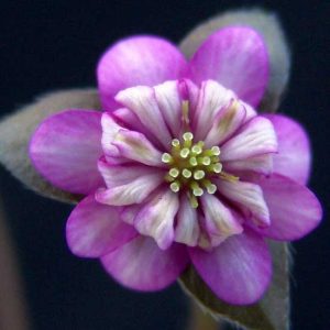 nobilis var. japonica Joetsu JP-0