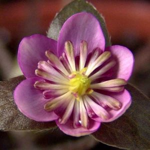 nobilis var. japonica Jurōjin-JP-0