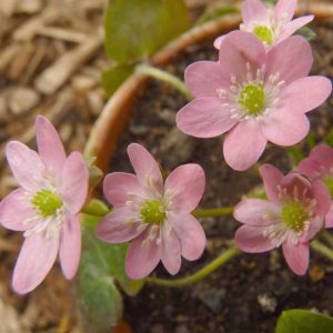 nobilis var. japonica Momo-sango-4259