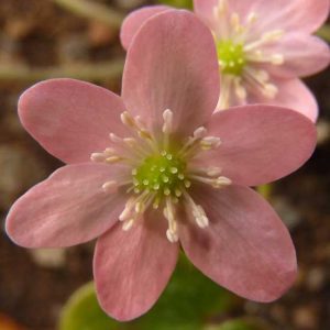 nobilis var. japonica Momo-sango-0