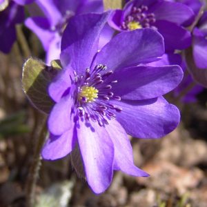nobilis var. nobilis Blaues Wunder JP -0