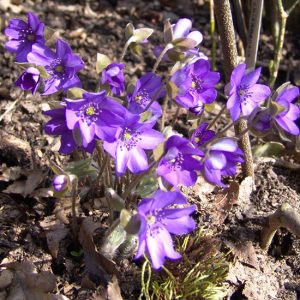 nobilis var. nobilis Blaues Wunder JP -3688
