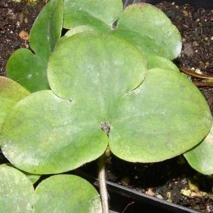 nobilis var. pyrenaica Pyrenäenschmuck JP-3525