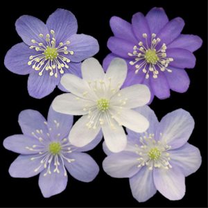 nobilis var. pyrenaica f. marmorata-3501