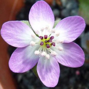 nobilis var. pubescens ' Tenjinbai '-0