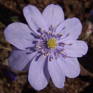transsilvanica Loddon Blue -0