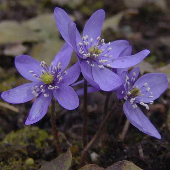 transsilvanica Weinreich's Blau -0