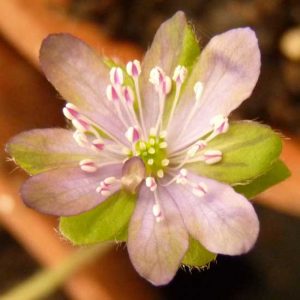 nobilis var. nobilis Oleila-0