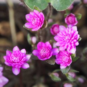 nobilis var. japonica Rinsen (Pink)-9692